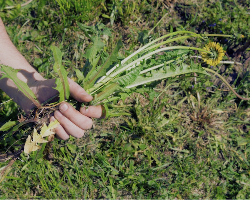 Redbank Plains Weeding & Cleaning