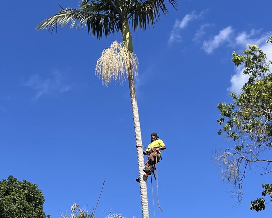 Springfield Tree Lopping