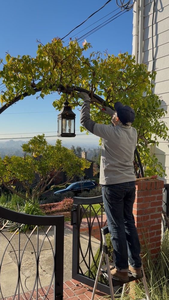 Golden Poppy Luxe project