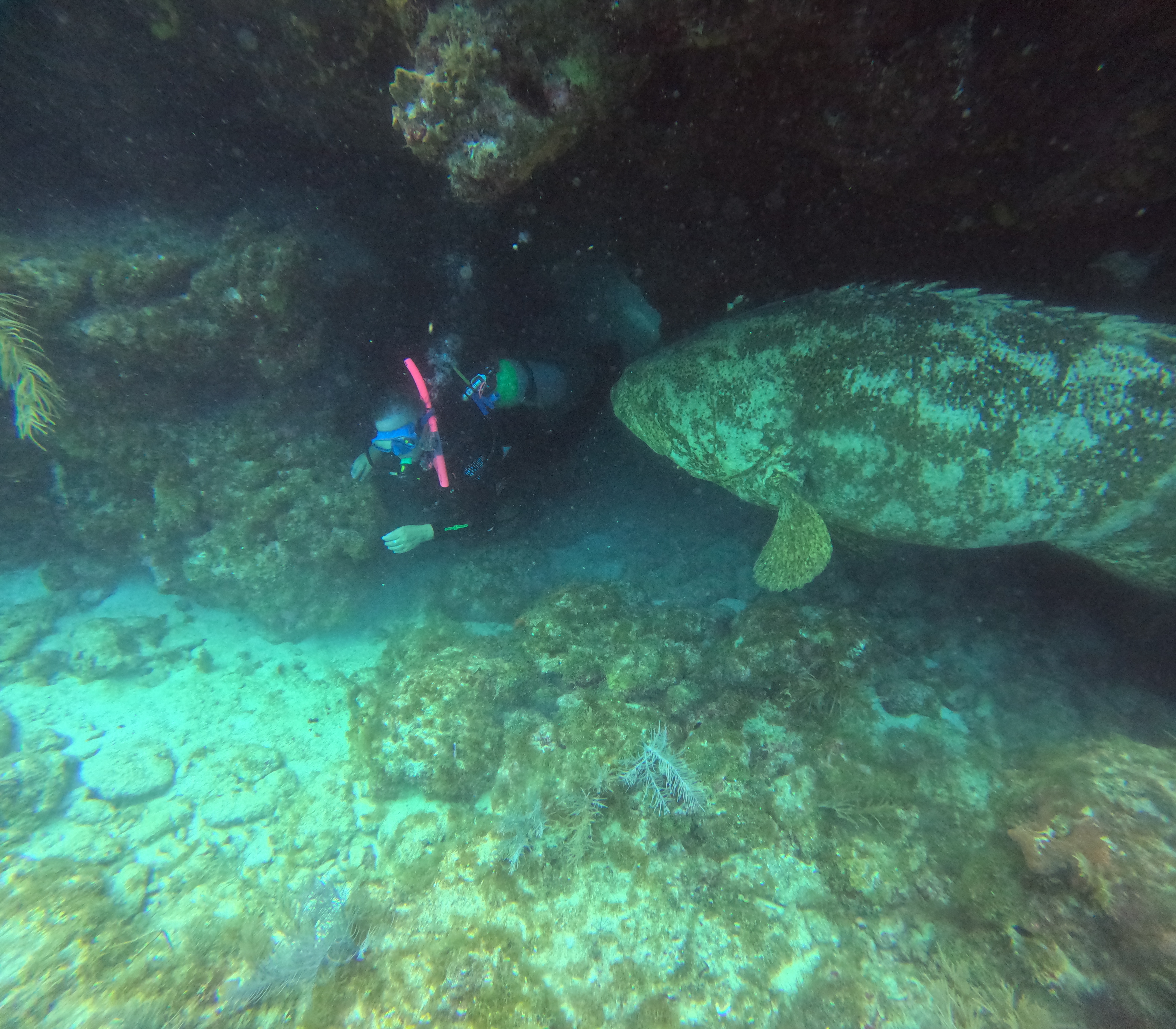My personal passions include scuba diving, open river swims, and hiking