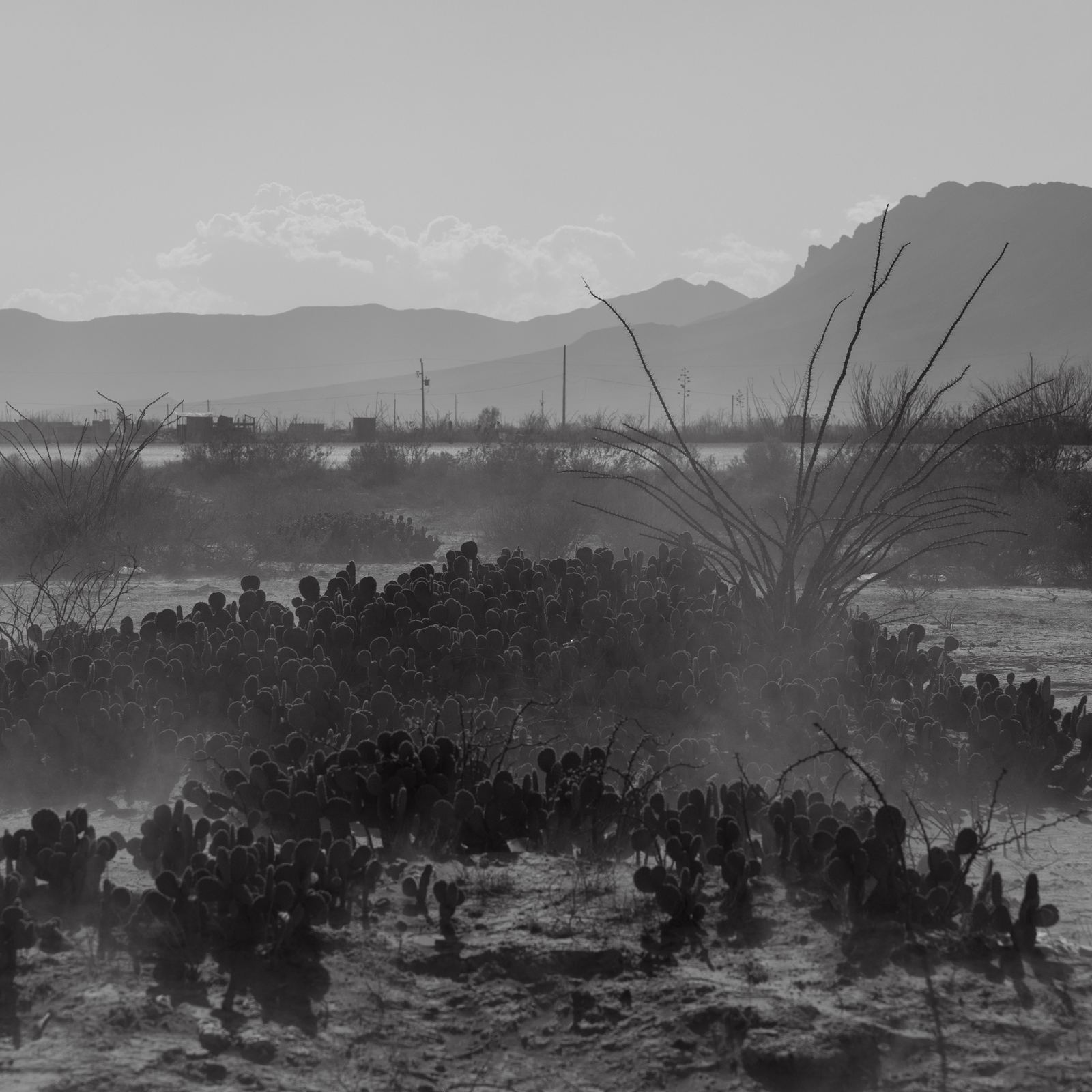 Desierto de Nuevo León con nopales y montañas al fondo