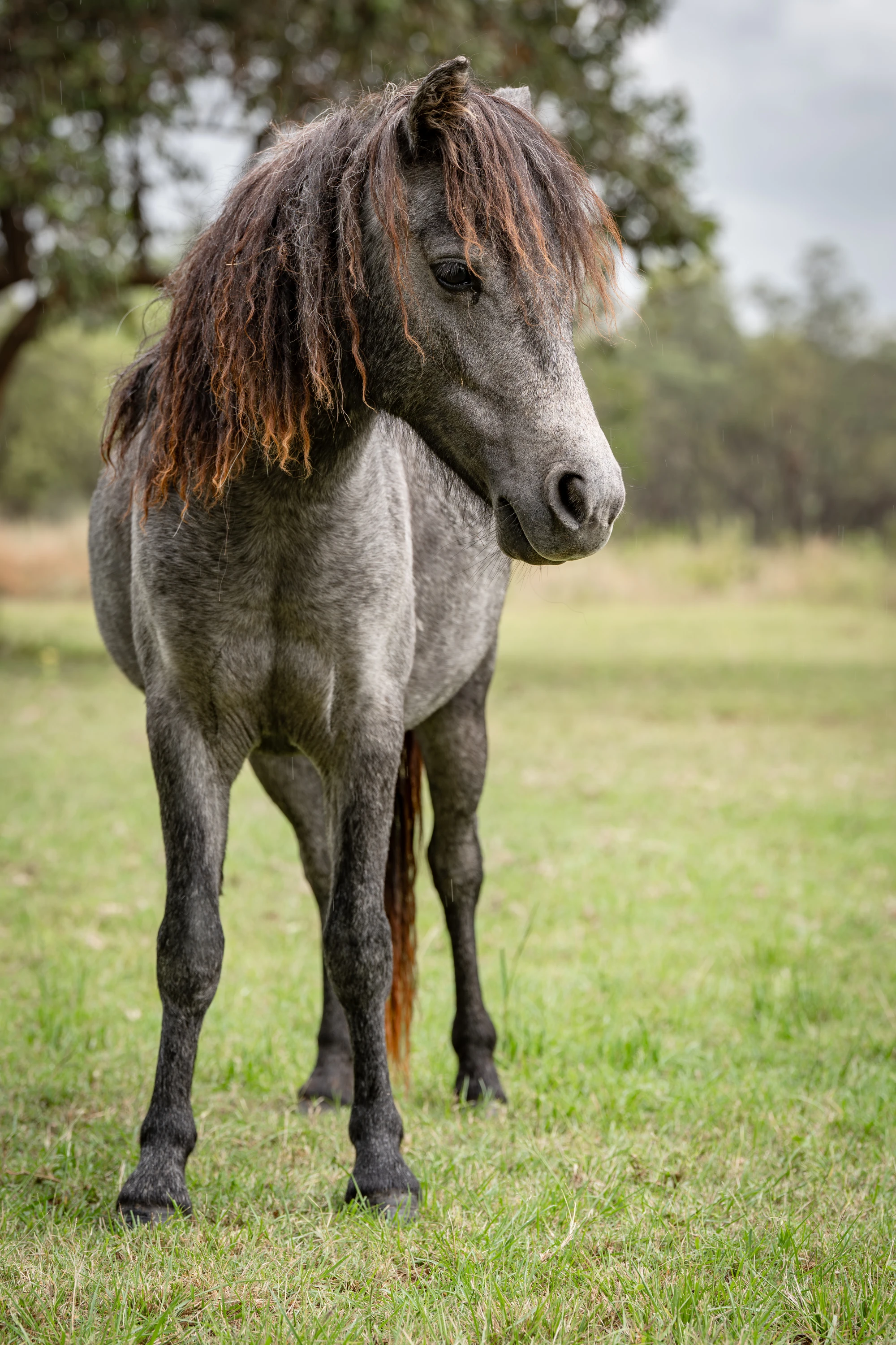 Wildlife in the bush