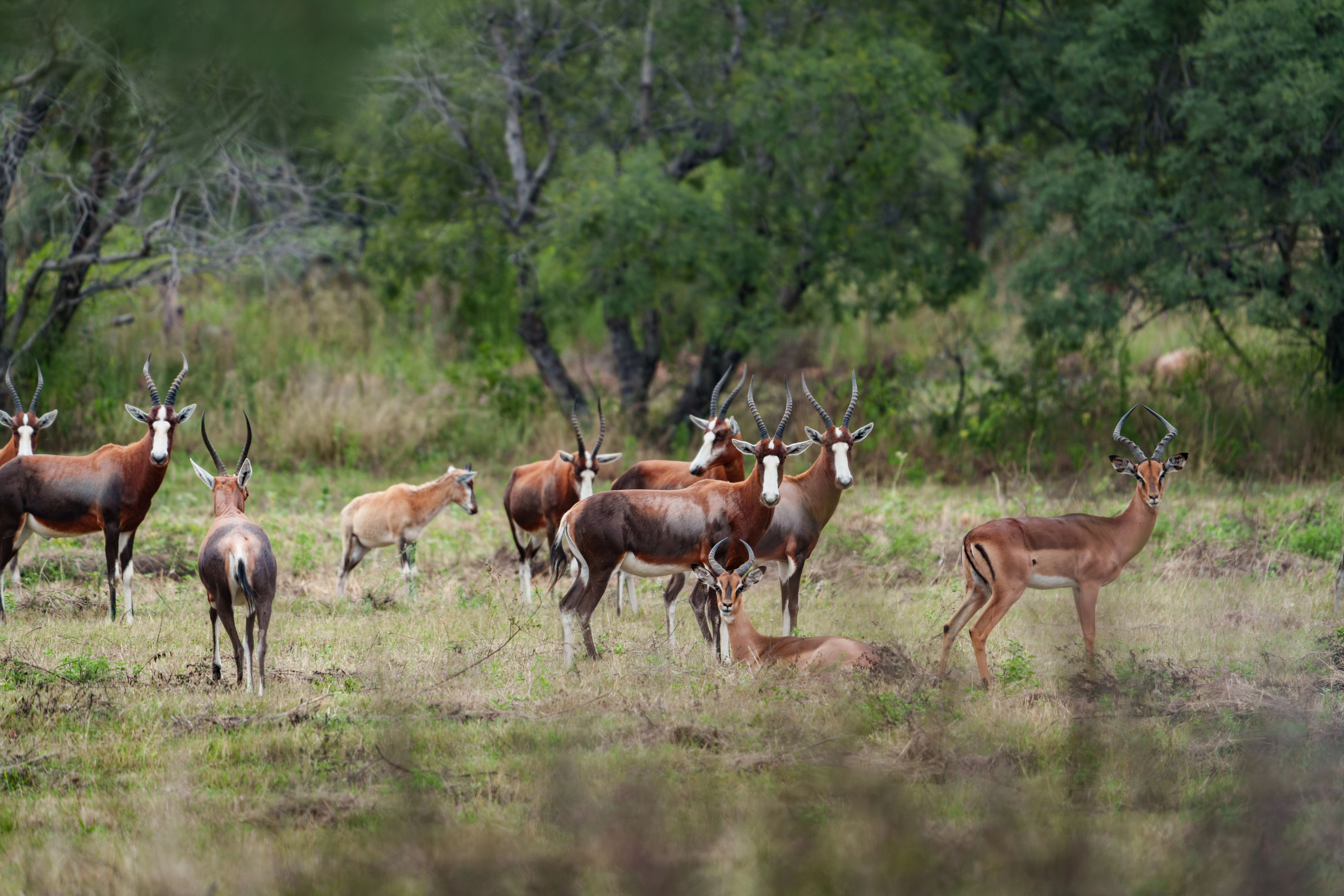 Wildlife silhouette at sunset