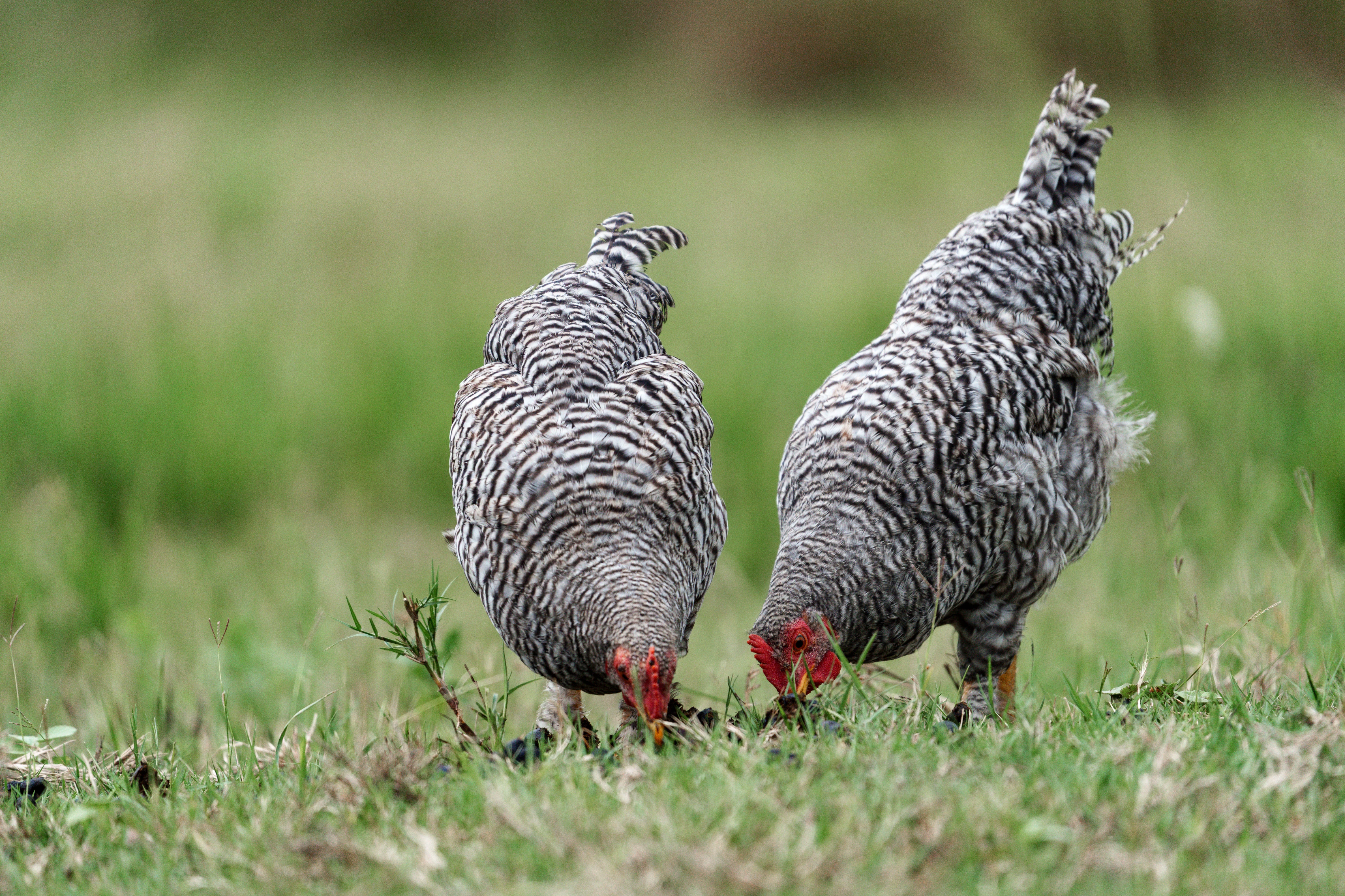 Impala on the property