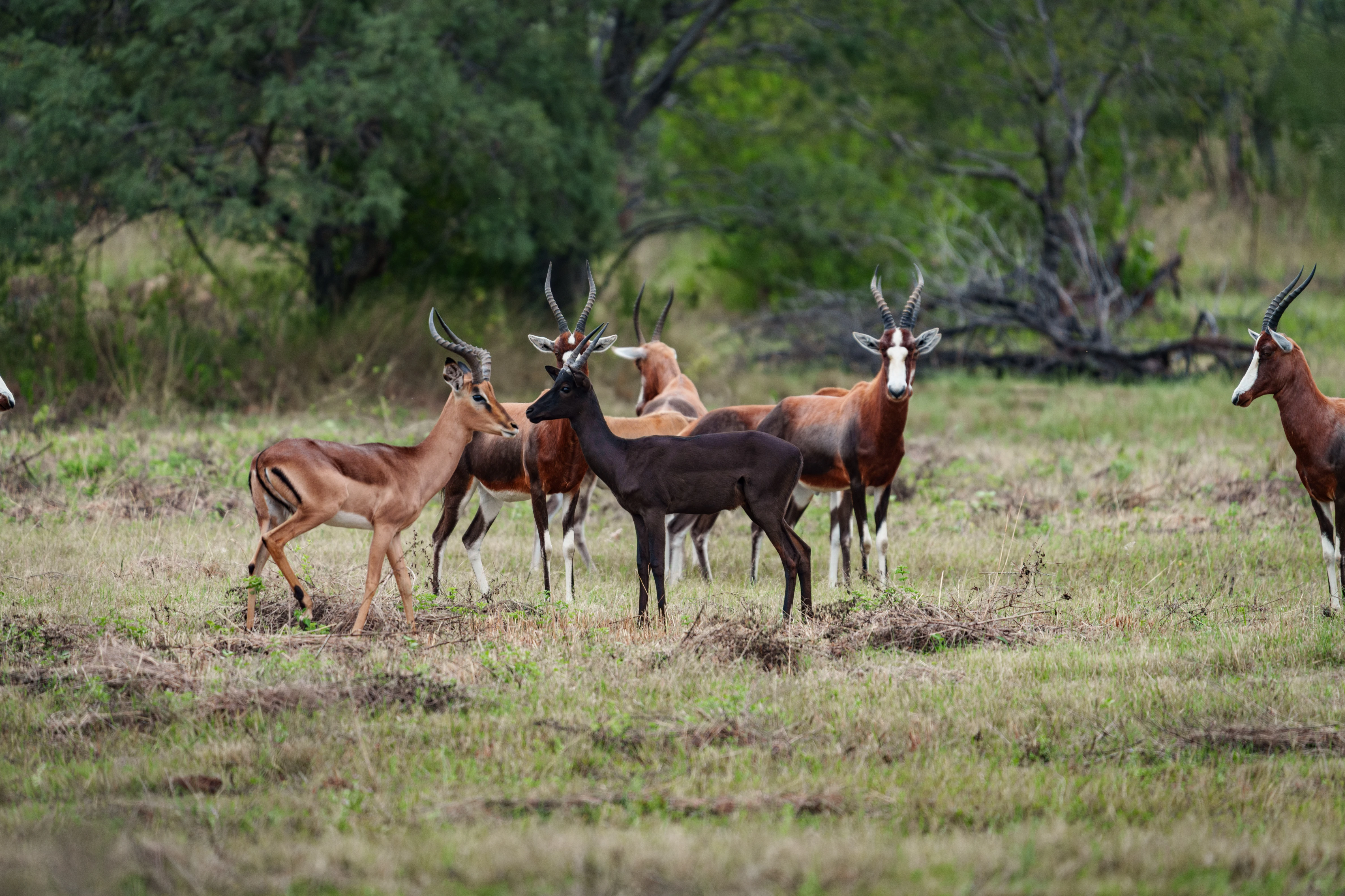 Wildlife roaming freely at Impala Game Ranch Dinokeng