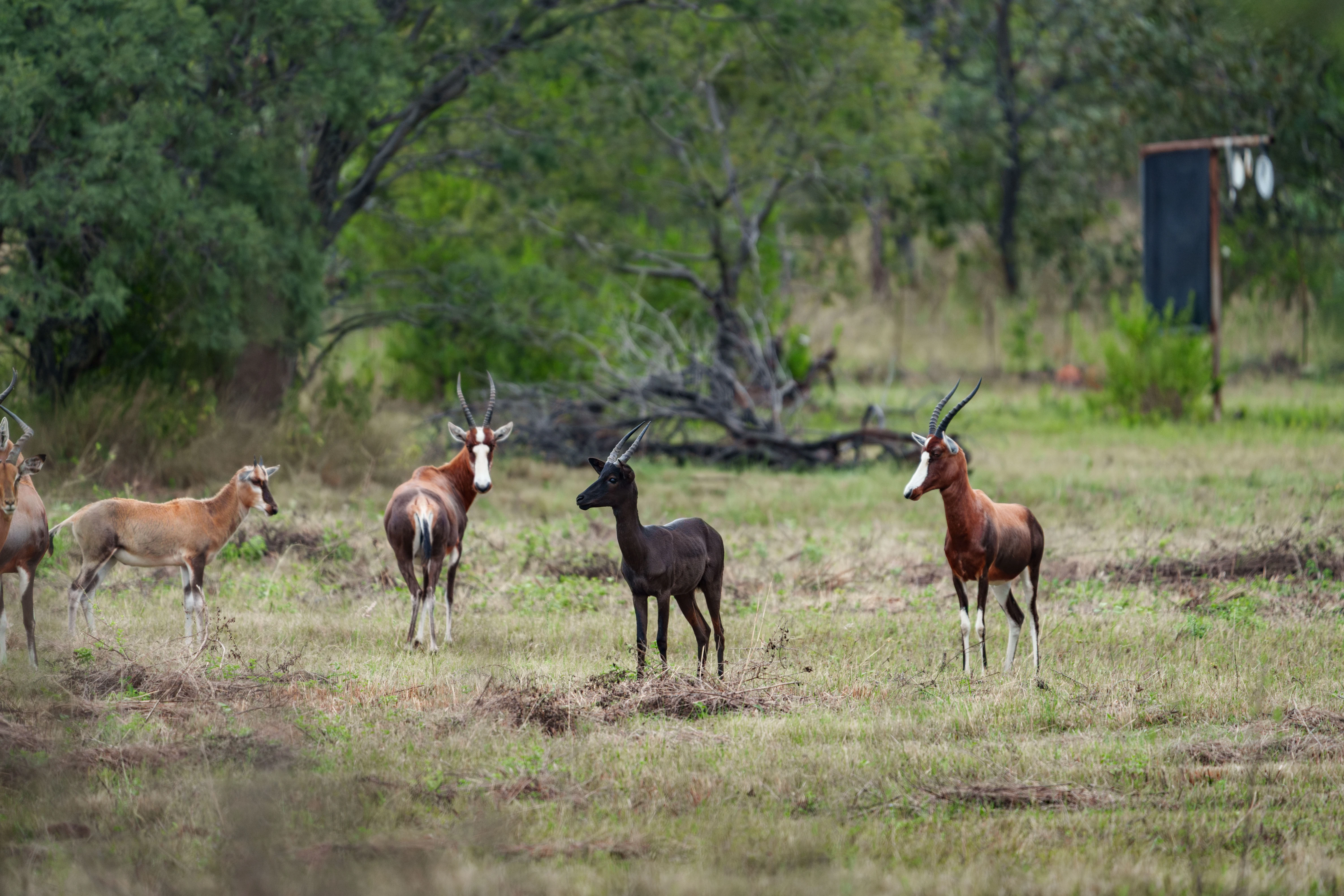 Wildlife grazing freely at Impala Game Ranch