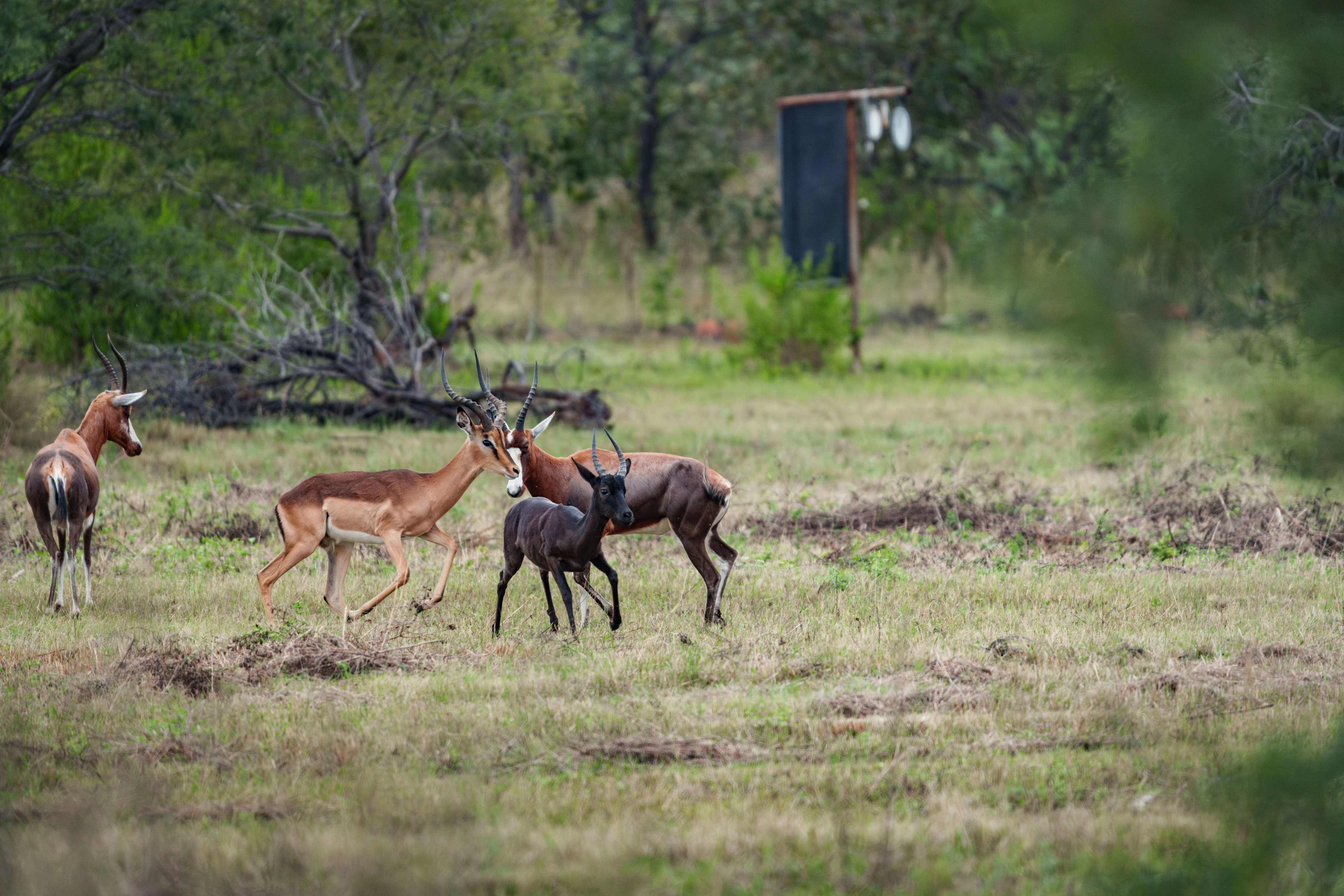 Wildlife on property
