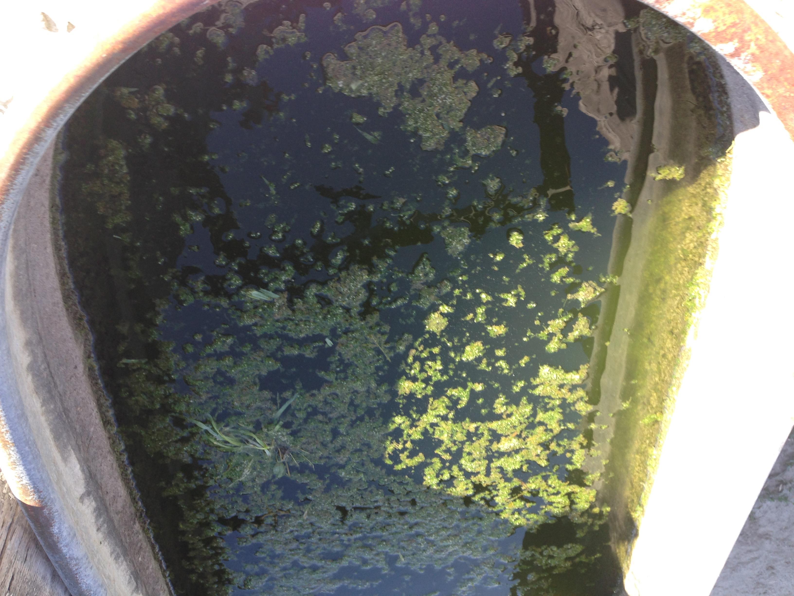 Before — dark green trough