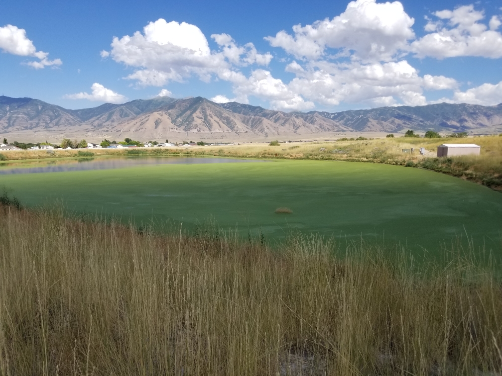 Before — green algae lake