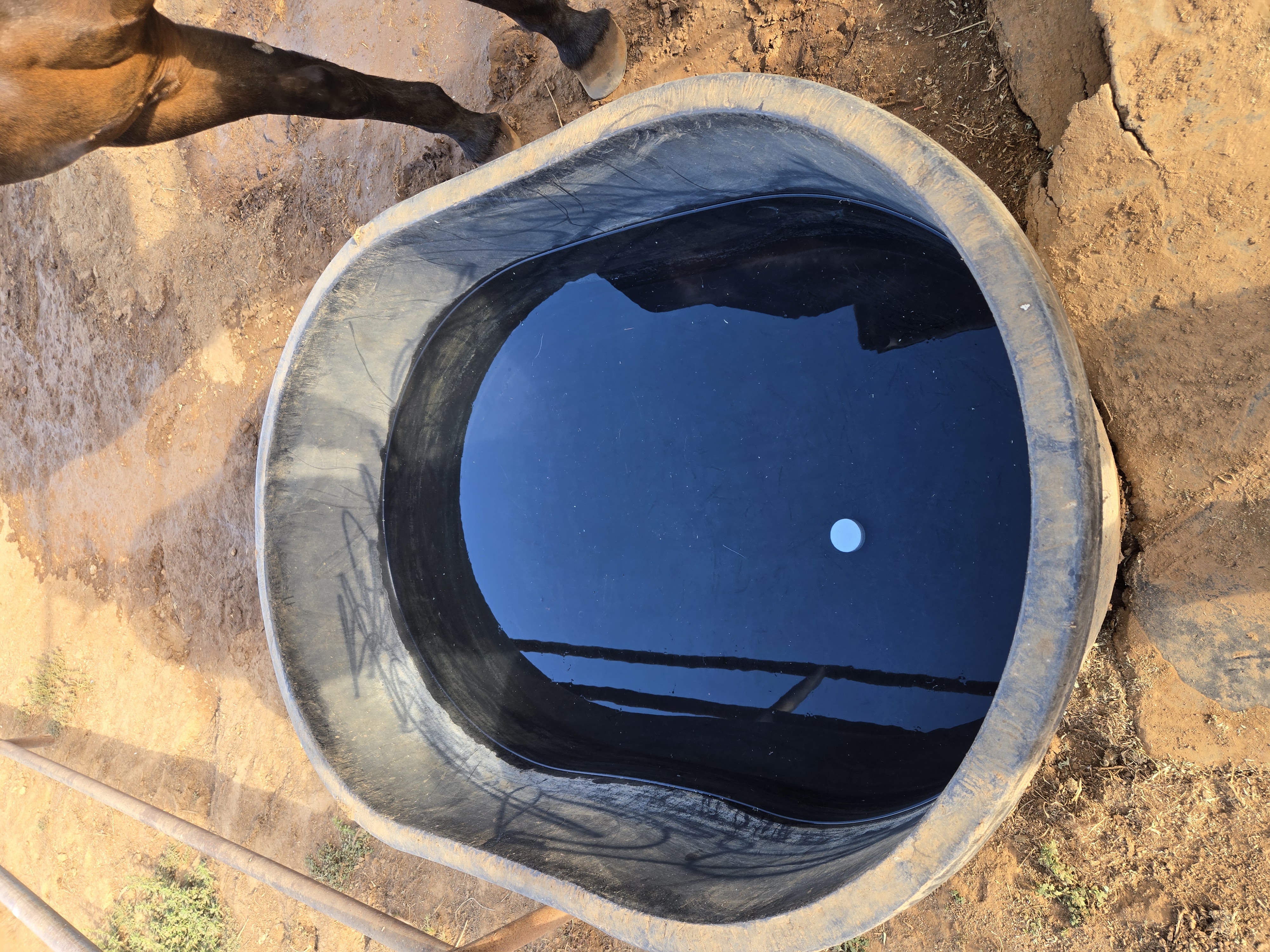 Clean horse trough