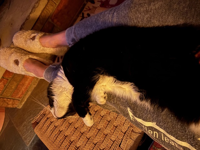  One collapsed cat