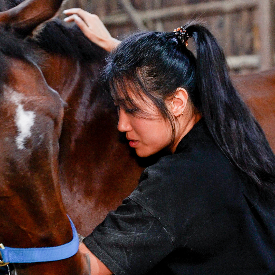 Equine chiropractic care with Dr. HJ Lee