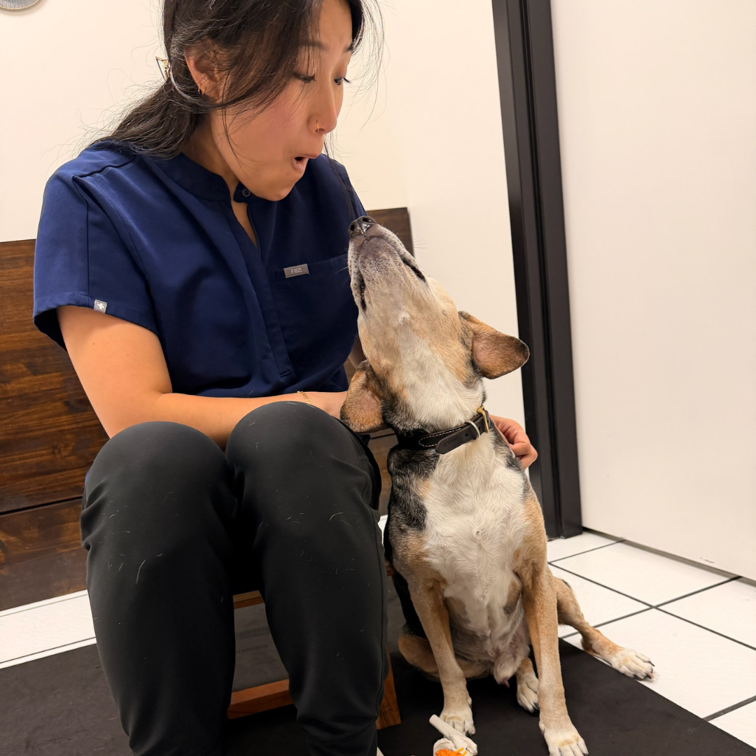 Dr. HJ Lee providing animal chiropractic care for a dog