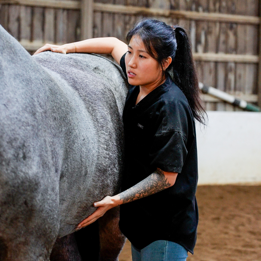 Animal chiropractor Dr. HJ Lee working with a horse