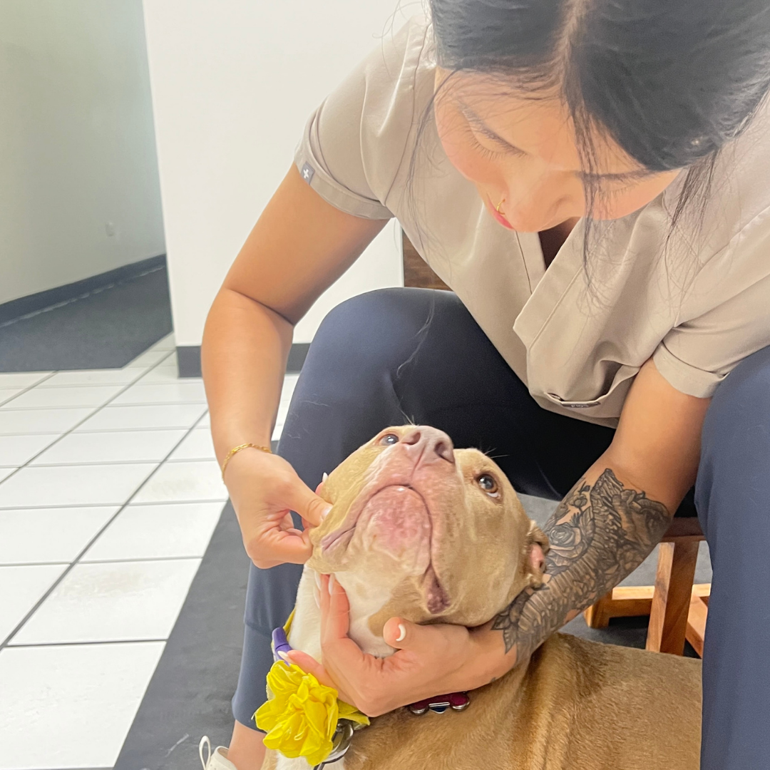 Canine chiropractic care with Dr. HJ Lee