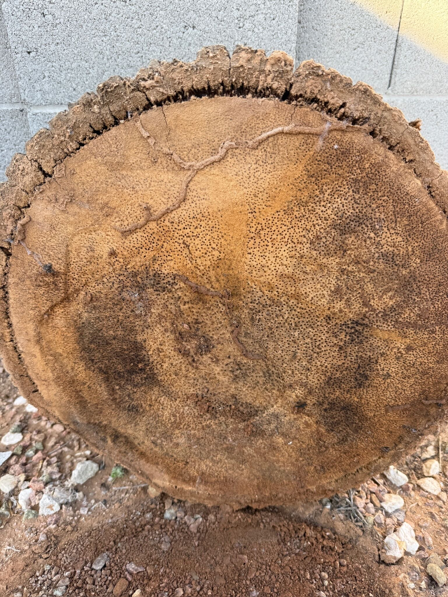 Termite tube on palm tree stump
