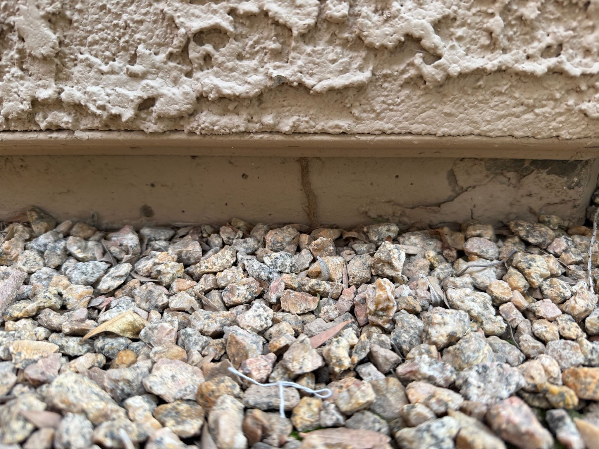 Mud tubes on Arizona stem wall