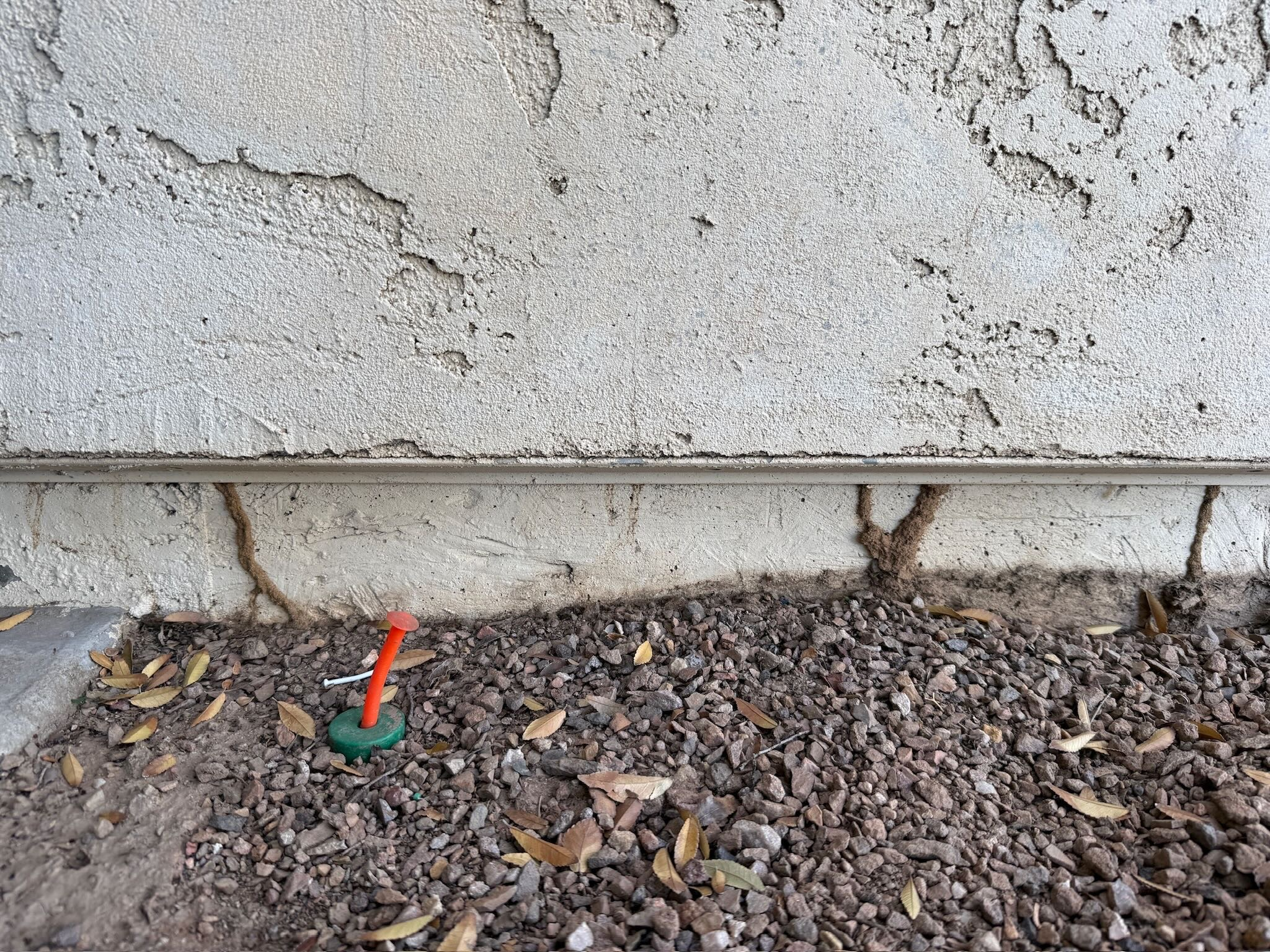 Mud tubes on foundation stem wall