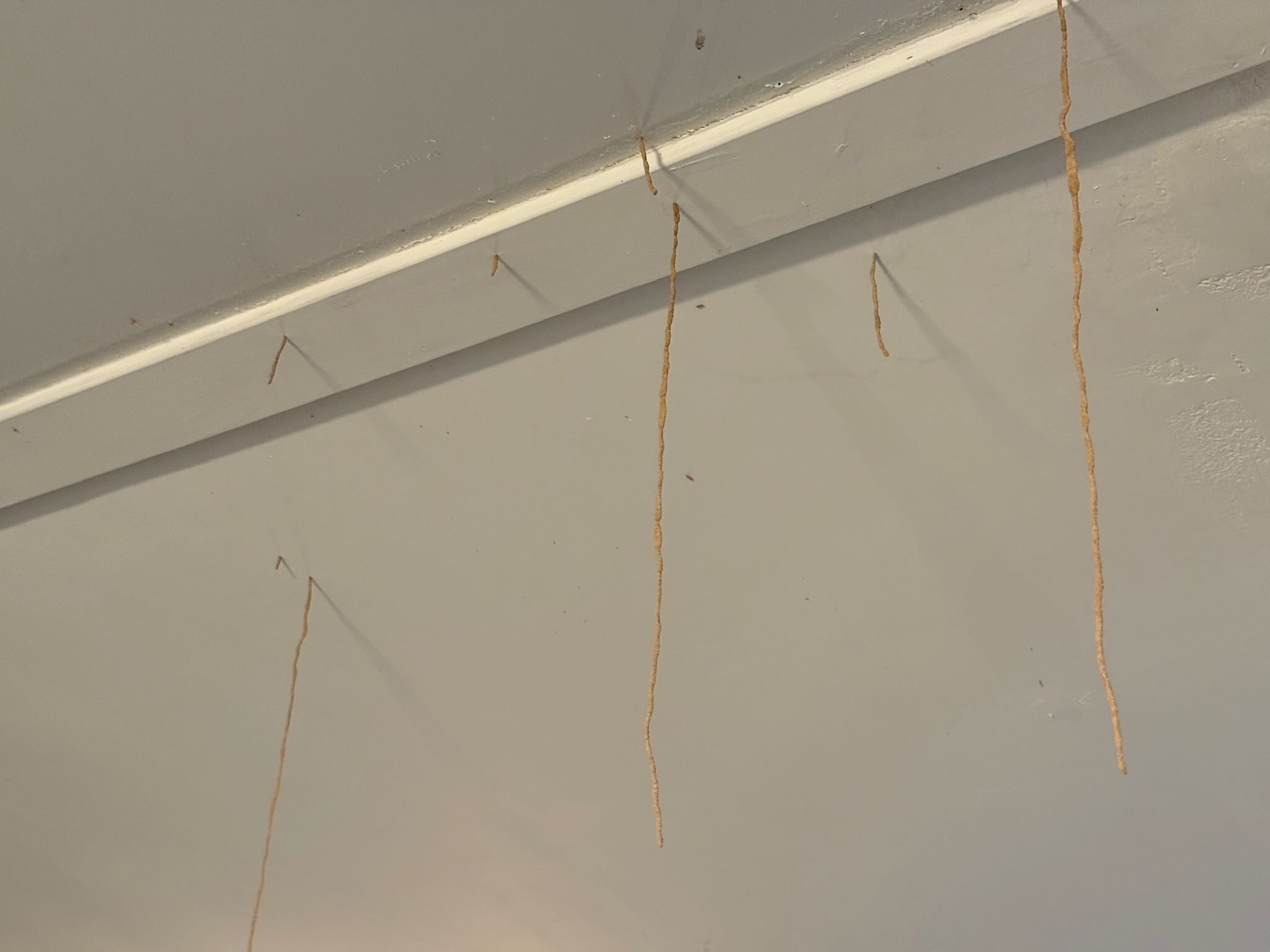 Termite tubes coming down from ceilaing inside a home in San Tan Valley