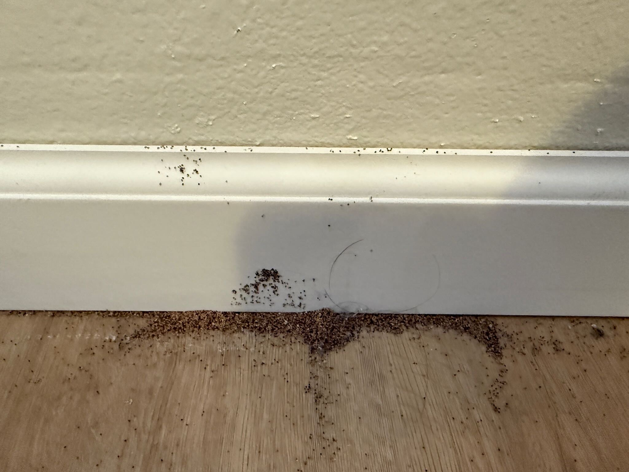Drywood termite frass pellets on floor near baseboard