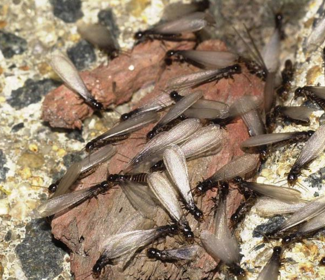 Termite swarmers in yard of a Phoenix home.