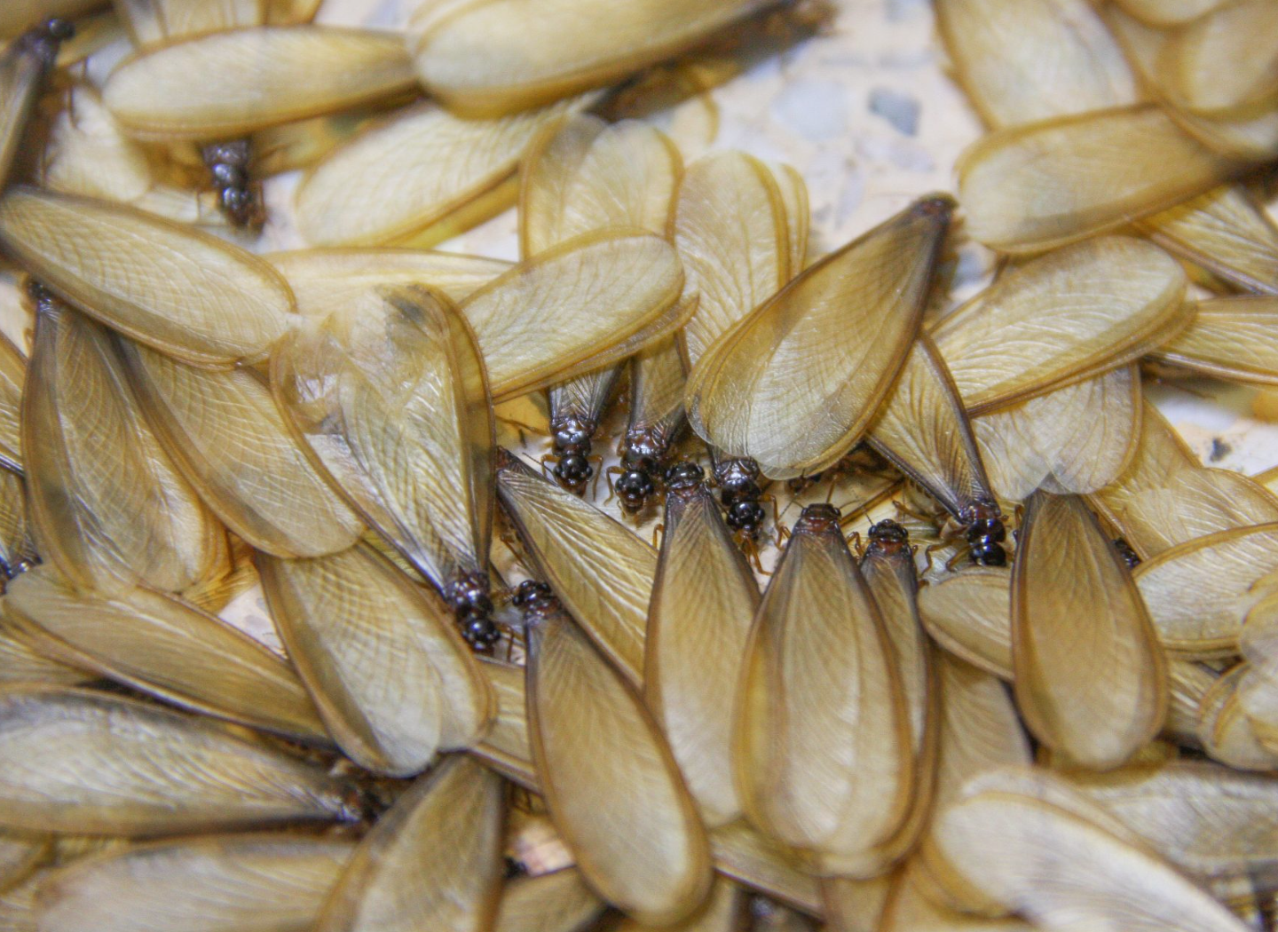 Discarded termite wings and swarmers on phoenix driveway