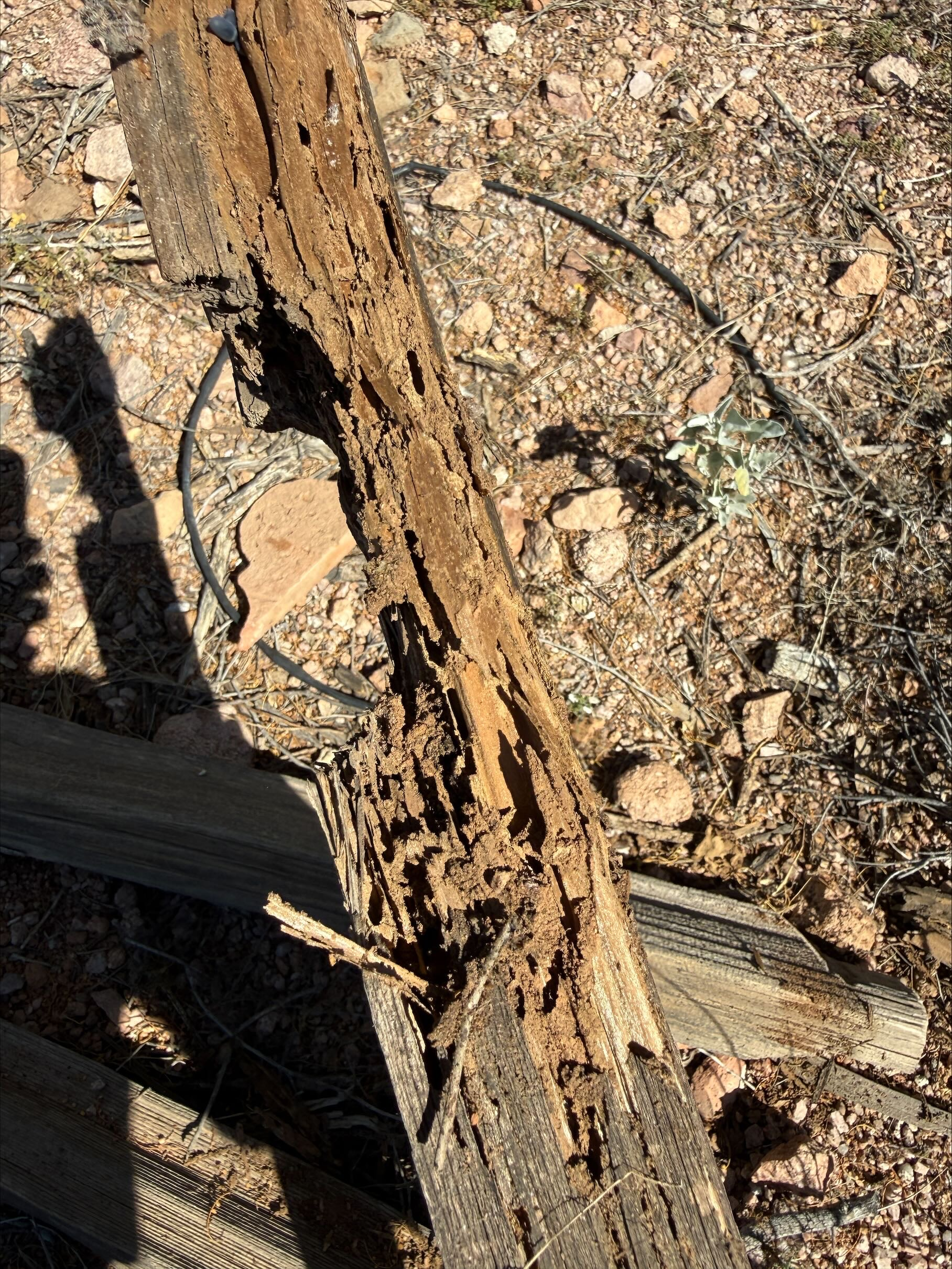 Hollowed wood from termite feeding