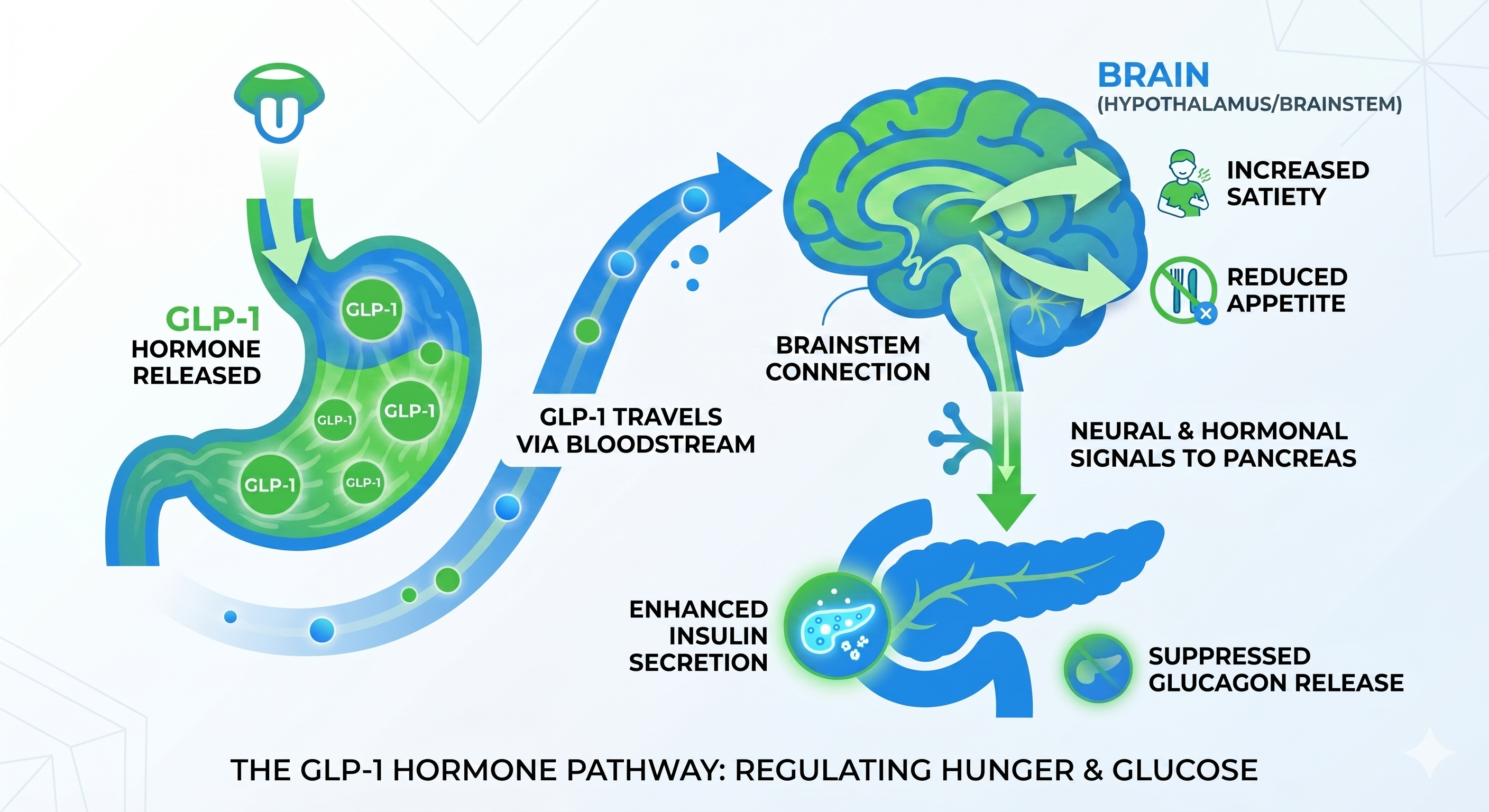 How GLP-1 medications like semaglutide and tirzepatide work in the body
