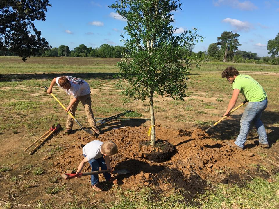 Panting new trees in Ruston, LA
