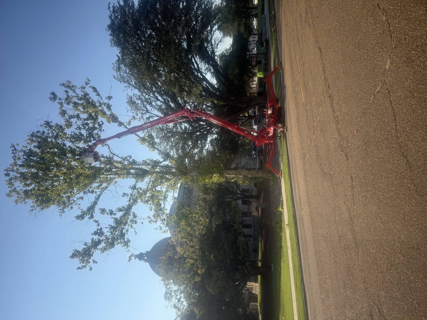 Tree removal in Brandon