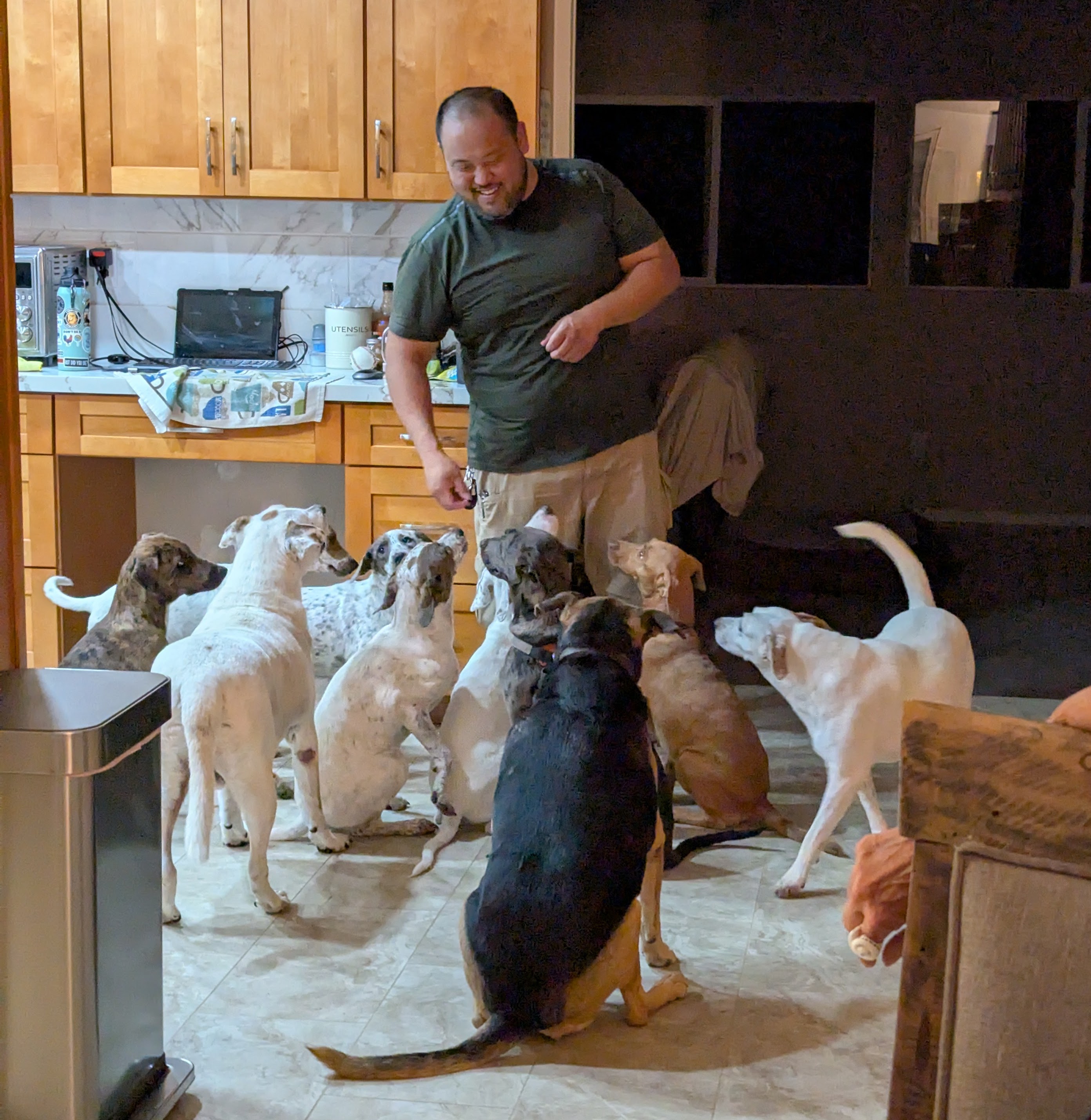 dogs dogs