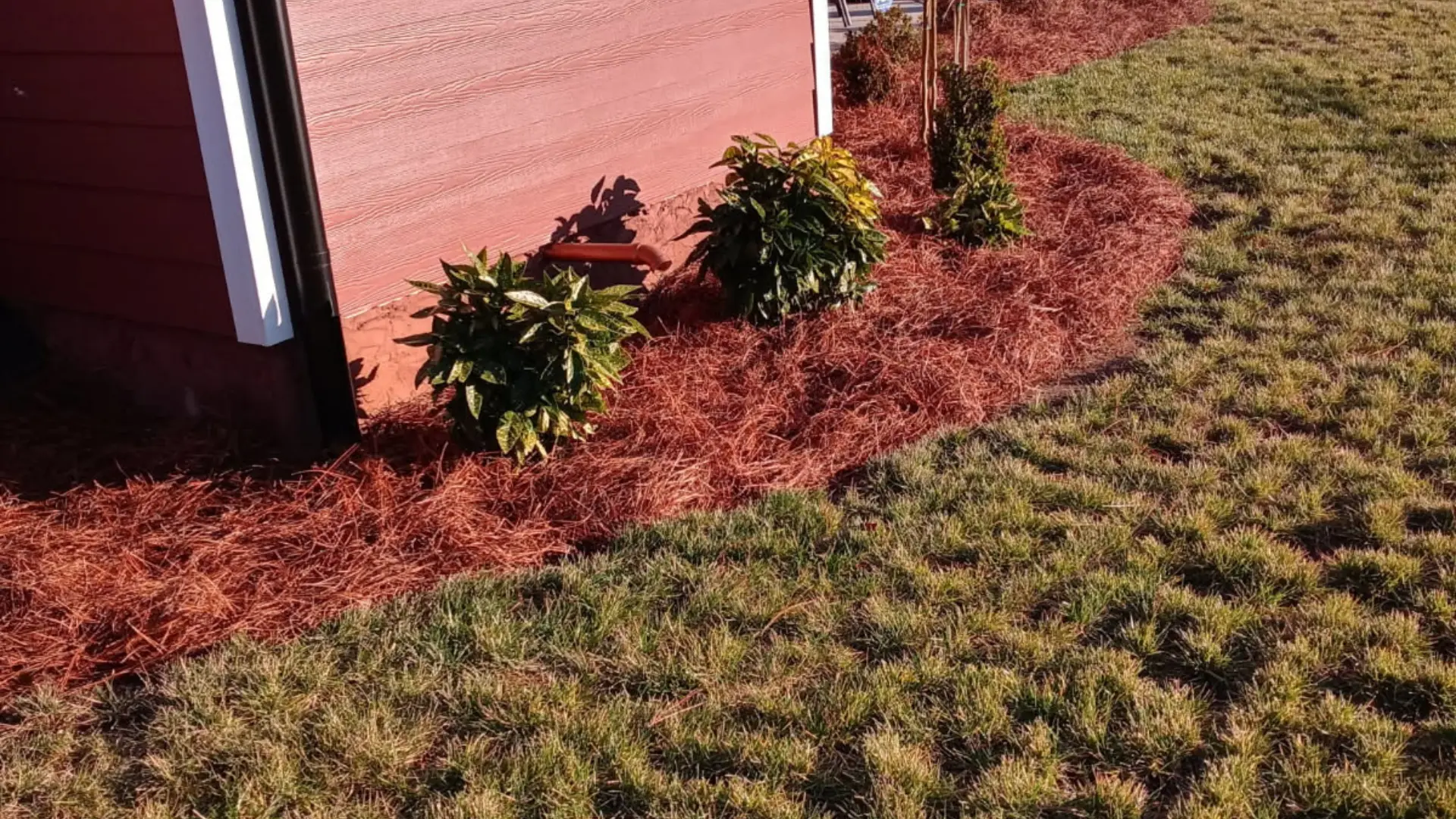 Freshly installed pine straw in landscape beds