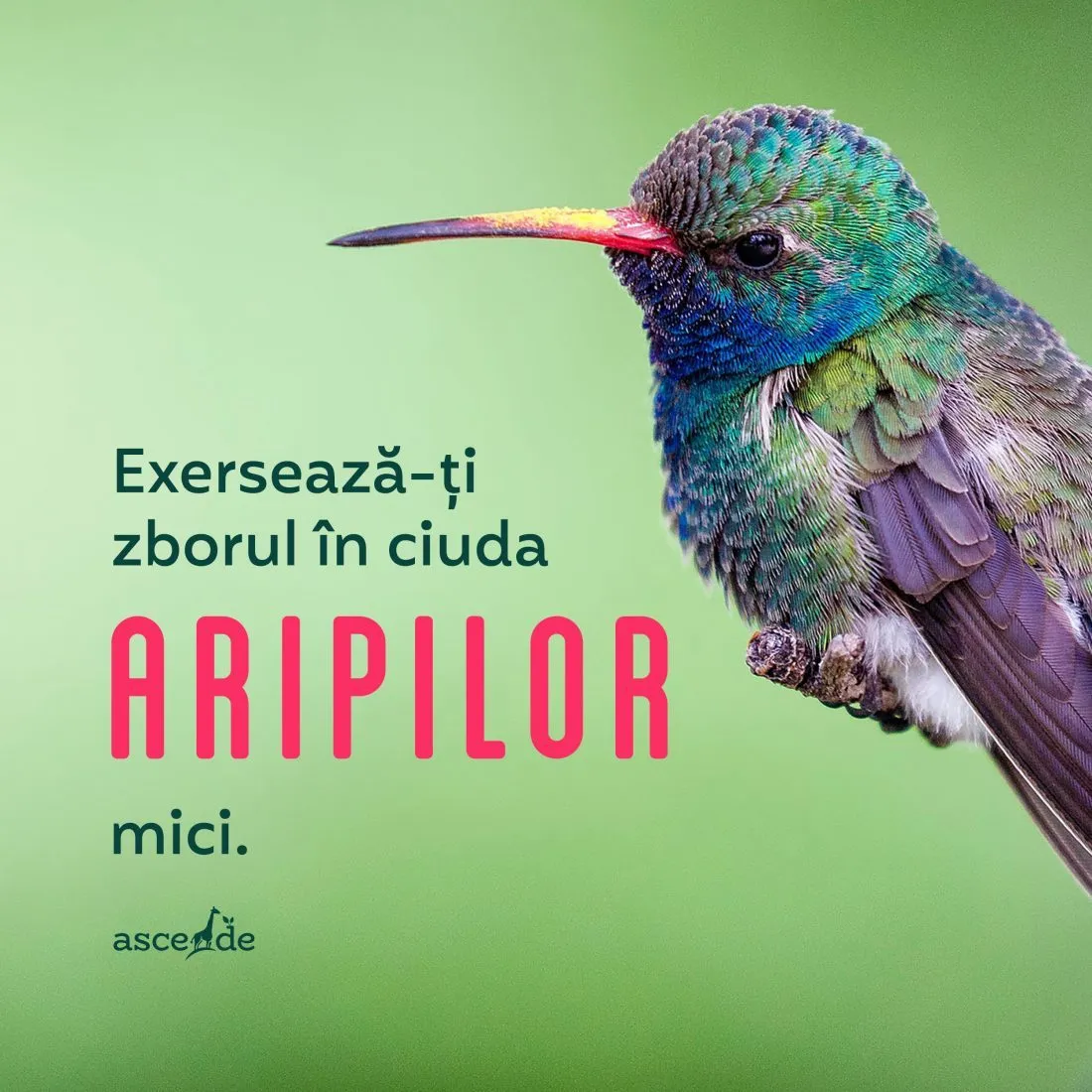 Exersează