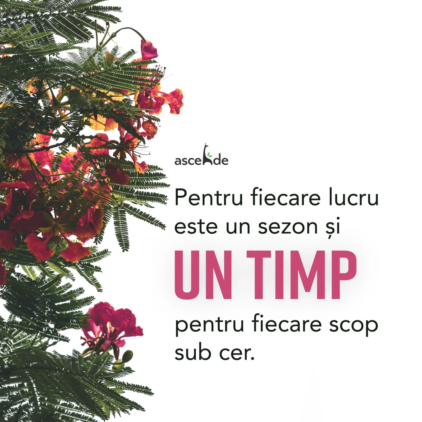 "Pentru fiecare lucru este un sezon și un timp pentru fiecare scop sub cer.”