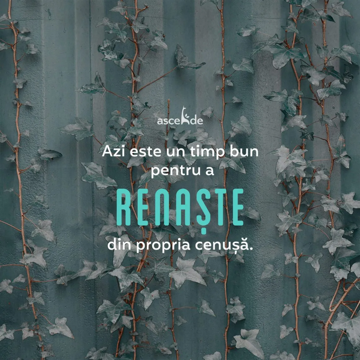 Azi este un timp bun pentru a renaște din propria cenușă