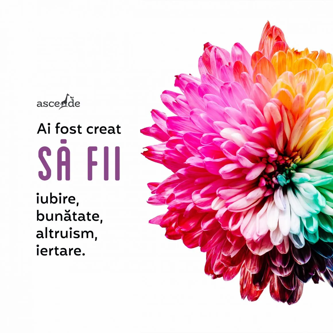 Ai fost creat să fii iubire, bunătate, altruism, iertare.