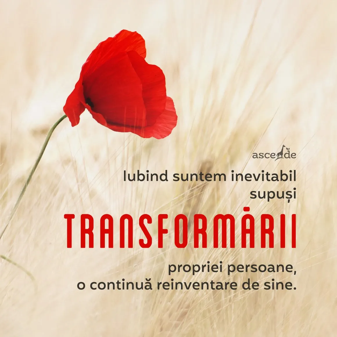 Aici sperie iubirea pe mulți, că iubind suntem inevitabil supuși transformării propriei transformări, implică necesitatea regândirii, reinventării noastre.