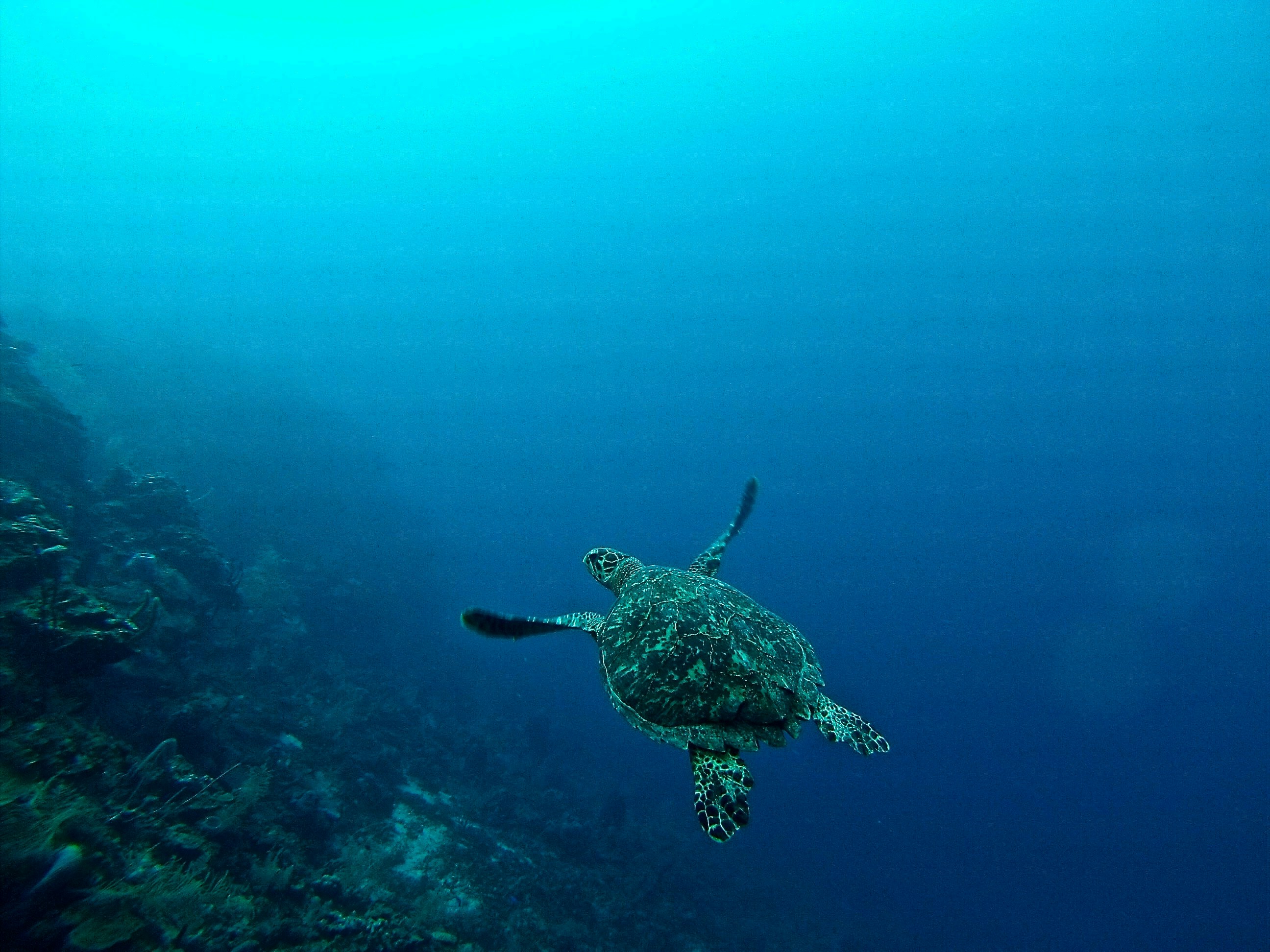 Snorkel at Roatan