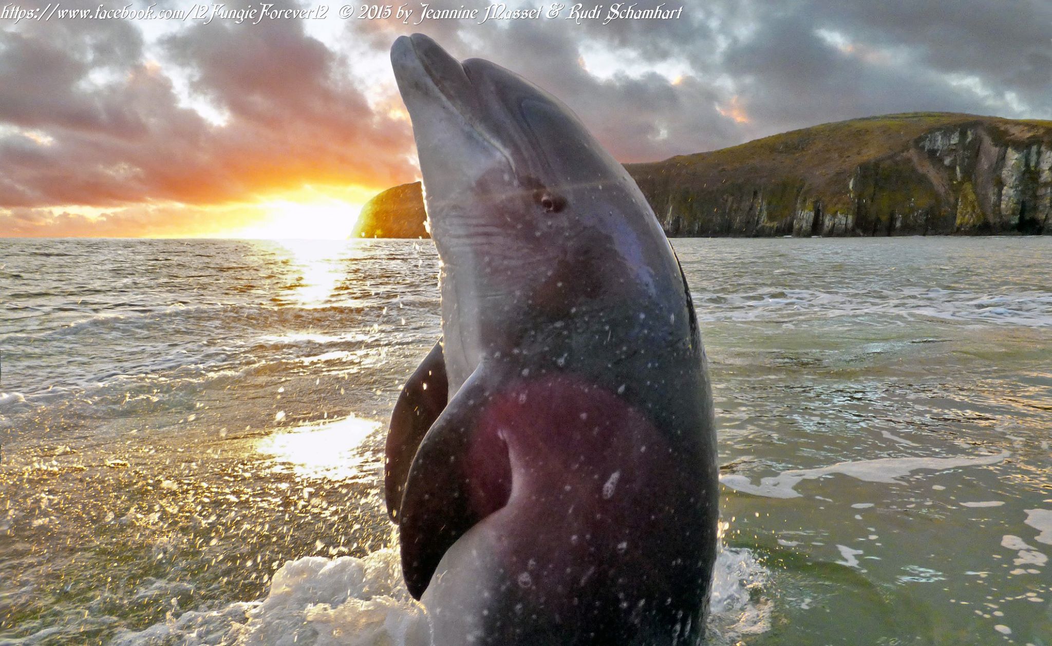Fungie the dolphin of Dingle Bay