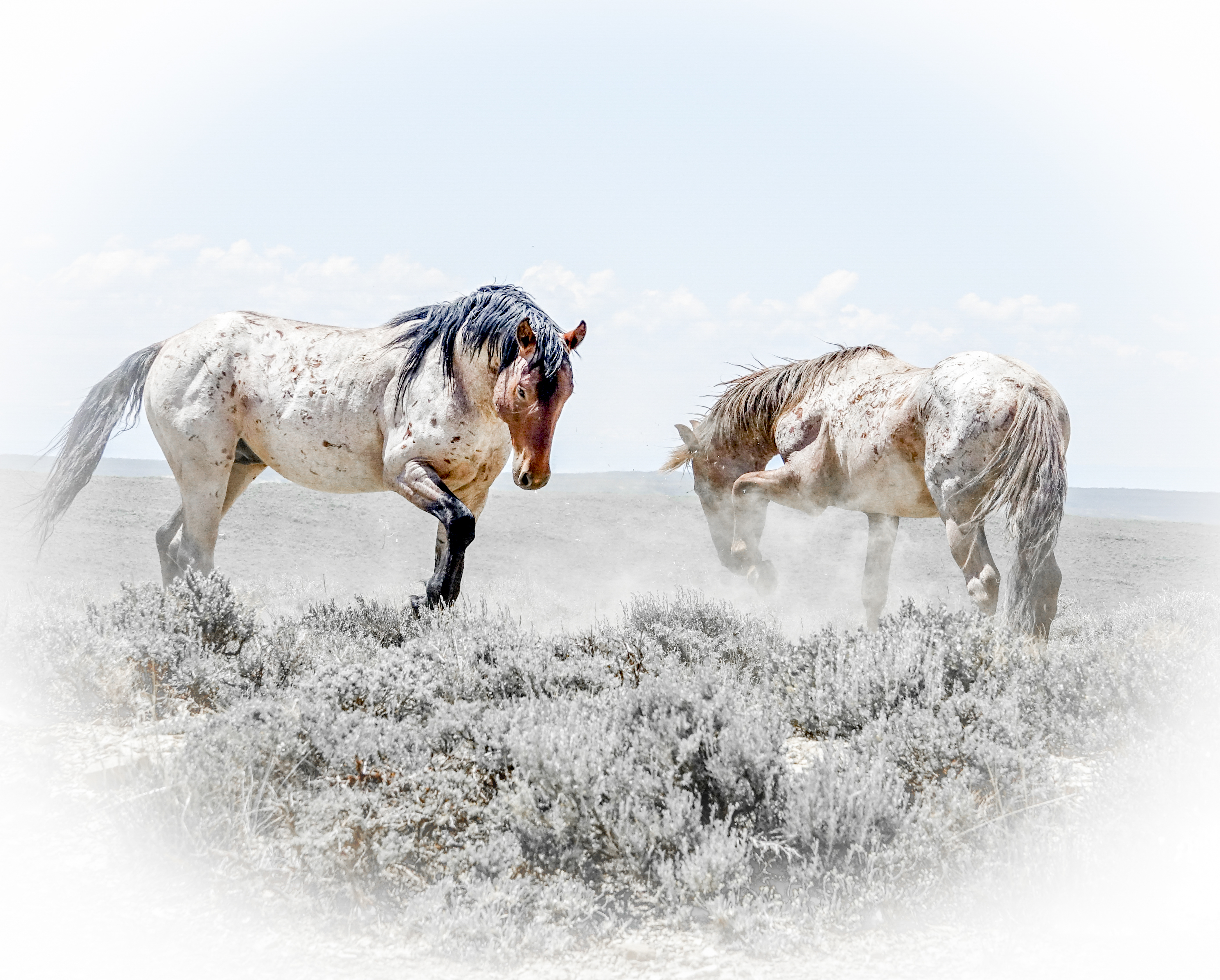 tony moody photography western fine art piece duel in the desert on display and for purchase at create gallery and frames in garden city idaho