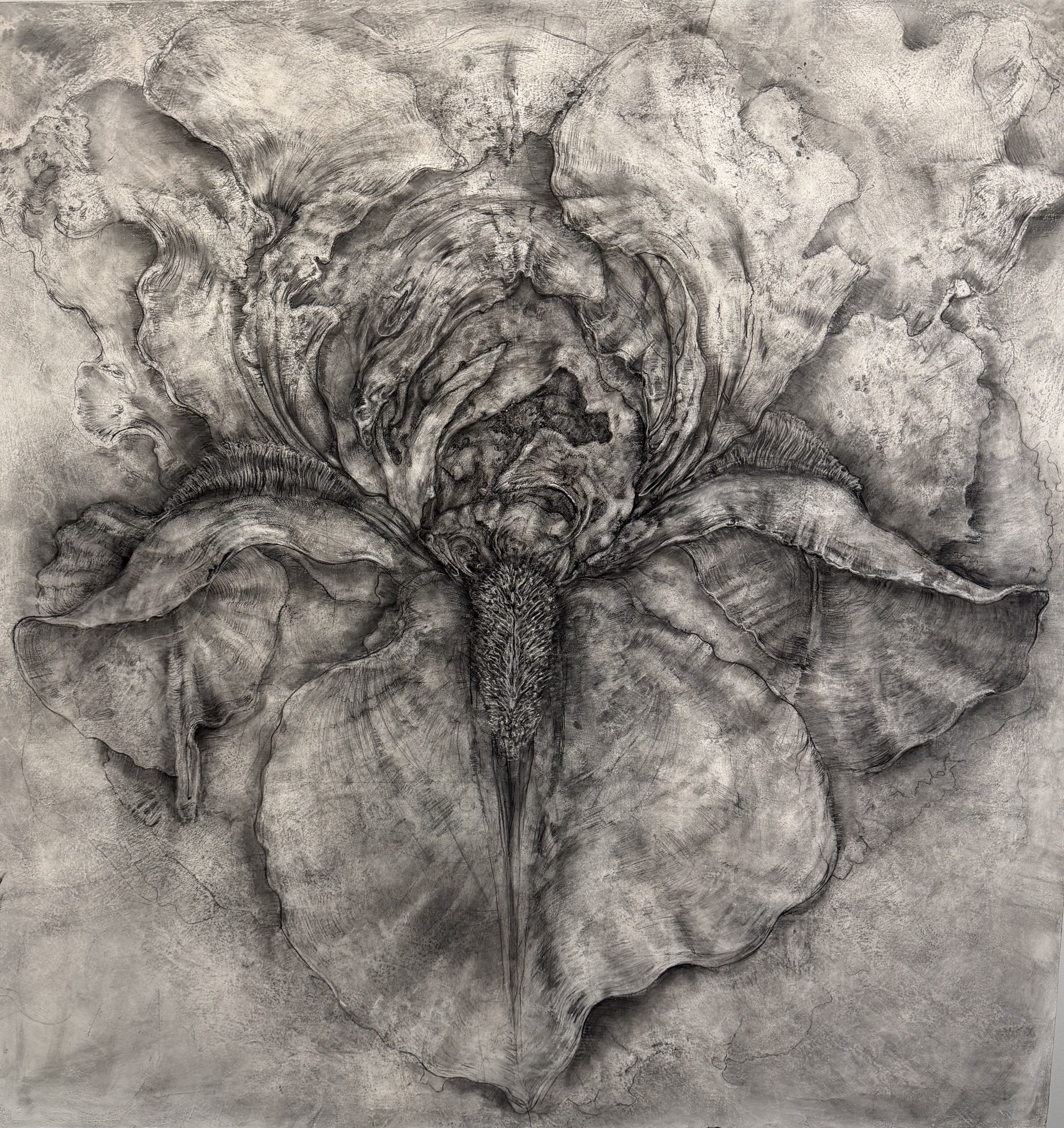 Black and white botanical drawing of an iris by artist Leo Bratenas, featuring detailed layered petals and expressive organic textures.