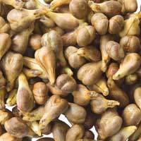 Amiclear Grape Seeds