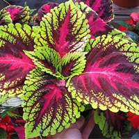 Amiclear Coleus
