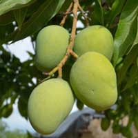 Amiclear African Mango