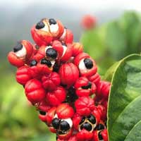 Amiclear Guarana