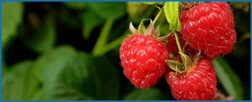 Raspberry Ketones