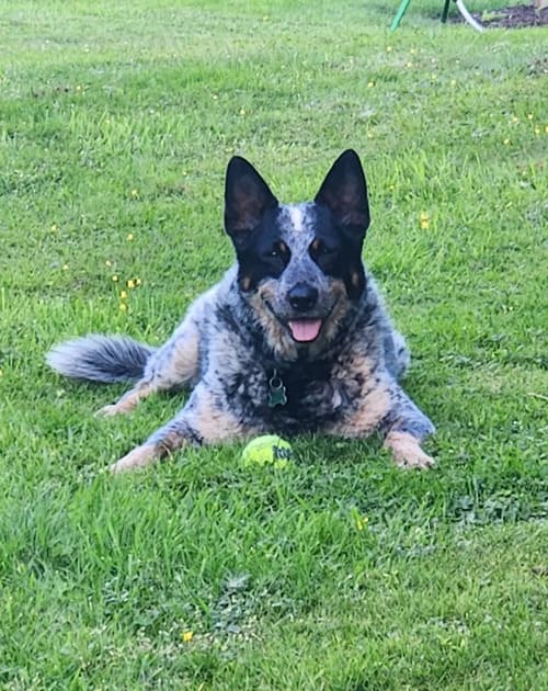 landscaping in Seattle