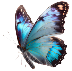 Butterfly Graphic