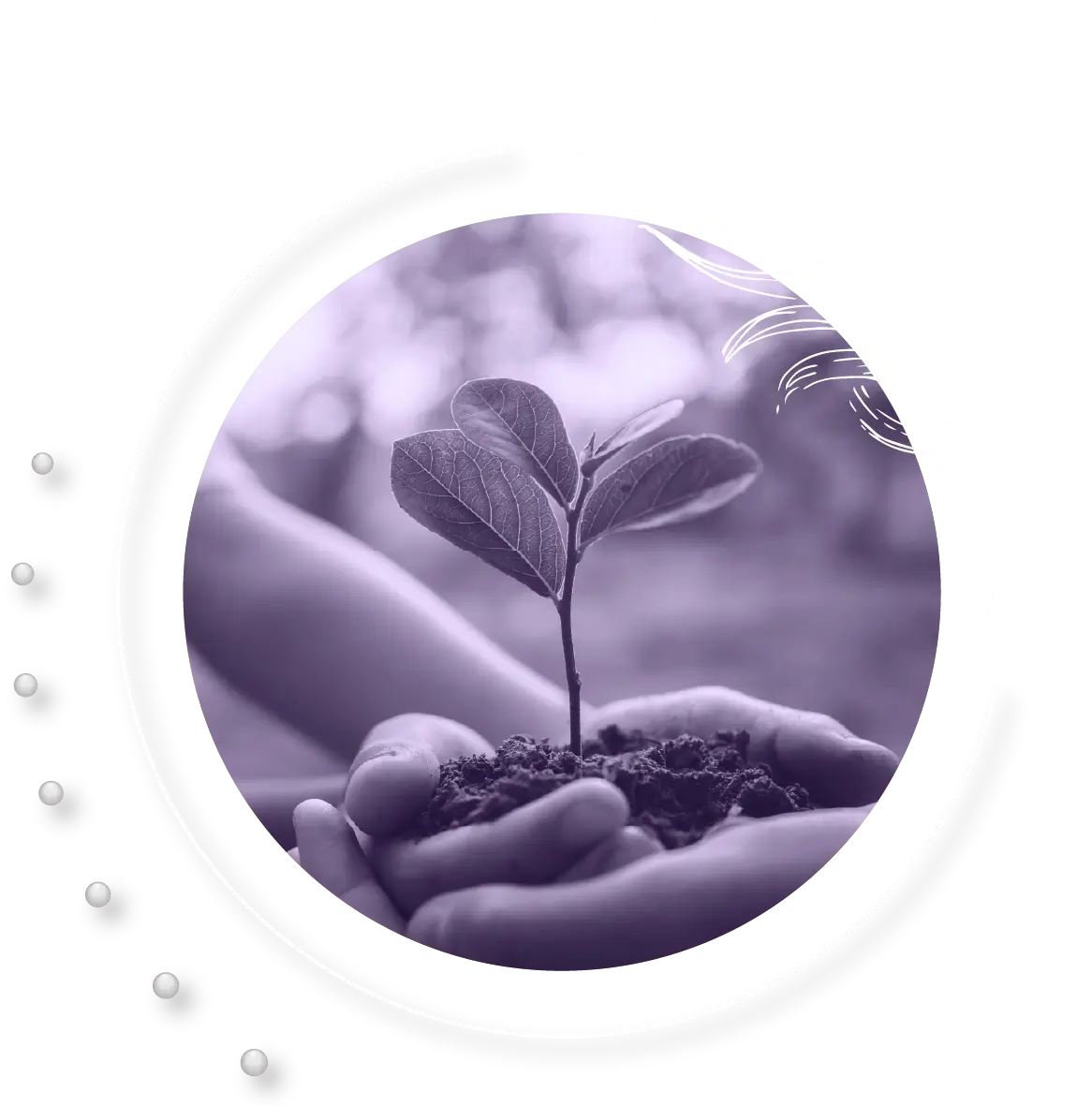 Hands holding a sapling
