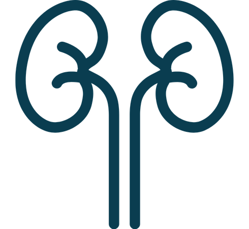 Kidney function